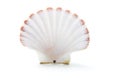 Sea Shell Royalty Free Stock Photo