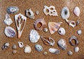 Sea shell arrangement Royalty Free Stock Photo