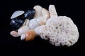 Sea shell arrangement black background Royalty Free Stock Photo