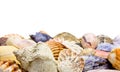 Sea Shell Background Royalty Free Stock Photo