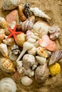 Sea Shell Background Royalty Free Stock Photo