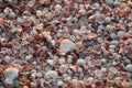 Sea shell background. Beautiful seashell pattern