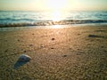 Sea shell background on fine goden sand with copyspace in sunset time