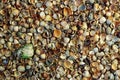 Sea shell background Royalty Free Stock Photo