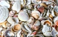 Sea shell background, seashells, nature, sea, beige, grey