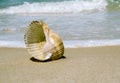 Sea shell on a background of surf on a tropical beach Royalty Free Stock Photo