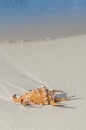 Sea Shell on Beach Royalty Free Stock Photo