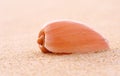 Sea shell in beach sand Royalty Free Stock Photo