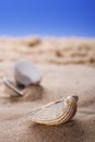 Sea shell on beach sand and blue sky background Royalty Free Stock Photo