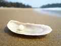 Sea shell on the beach Royalty Free Stock Photo