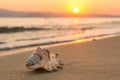 Conch shell on the beach at sunset