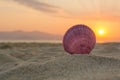 Sea shell on the beach at sunset Royalty Free Stock Photo