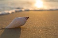 Sea shell on the beach at sunset Royalty Free Stock Photo