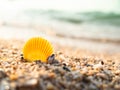 Sea Shell on Beach with Sunshine Day on Blue sea Background Royalty Free Stock Photo