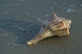 Sea shell on the beach after the water recedes in Virginia