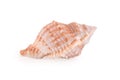 Sea shell