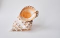 Sea shell