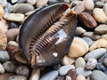 Sea shell, big cowrie, laid on a layer of colorful pebbles and small shells on the beach, view of the aperture side ventral face Royalty Free Stock Photo