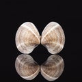 Sea shell of bivalvia isolated on black background, mirror reflection. Royalty Free Stock Photo