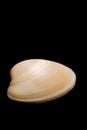 Sea shell on black background Royalty Free Stock Photo