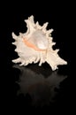 Sea shell on black background, murex shell Royalty Free Stock Photo