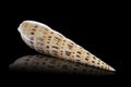 Sea shell on a black background Royalty Free Stock Photo