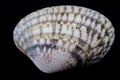 Sea shell