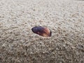 Sea Shell