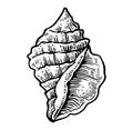 Sea shell. Black engraving vintage illustration. on white background.