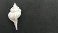 Sea shell with black textured background wallpaper, Royalty Free Stock Photo