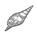 Sea shell. Color engraving vintage illustration. Isolated on white background Royalty Free Stock Photo