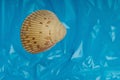 Sea shell with a blue background