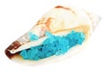 Sea shell with blue dead sea salt