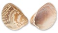 Sea shell Both sides. Huge ocean seashell. Wildlife beach shells without of molluscs. Summer vacation.