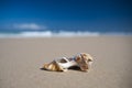 Sea Shell - Cabarita Beach Royalty Free Stock Photo