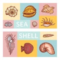 Sea shell cartoon vector illustration icon isolated on color tablet. Ocean cockleshell explore sea wildlife seaside