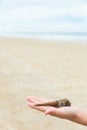 Sea shell on child`s hand, beach sand background. Royalty Free Stock Photo