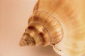 Sea shell close-up background image