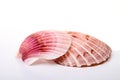 Sea shell Royalty Free Stock Photo