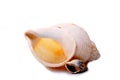 Sea shell Royalty Free Stock Photo