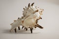 Sea shell close-up on isolated white background Royalty Free Stock Photo