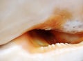 Sea shell close up