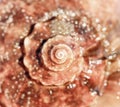 Sea shell close up. Top view, deep focus. Spiral and curly shell texture Royalty Free Stock Photo