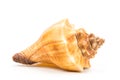 Sea shell Royalty Free Stock Photo