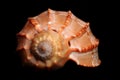 Sea Shell Royalty Free Stock Photo