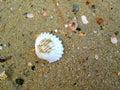 Sea shell 1