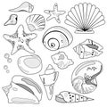 Sea Shell Collection Royalty Free Stock Photo