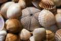 Sea Shell Collection Royalty Free Stock Photo