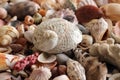 Sea Shell Collection