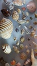 Sea shell collection found in Coolangatta, Queensland Royalty Free Stock Photo